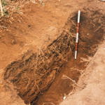 Forensic Archaeology